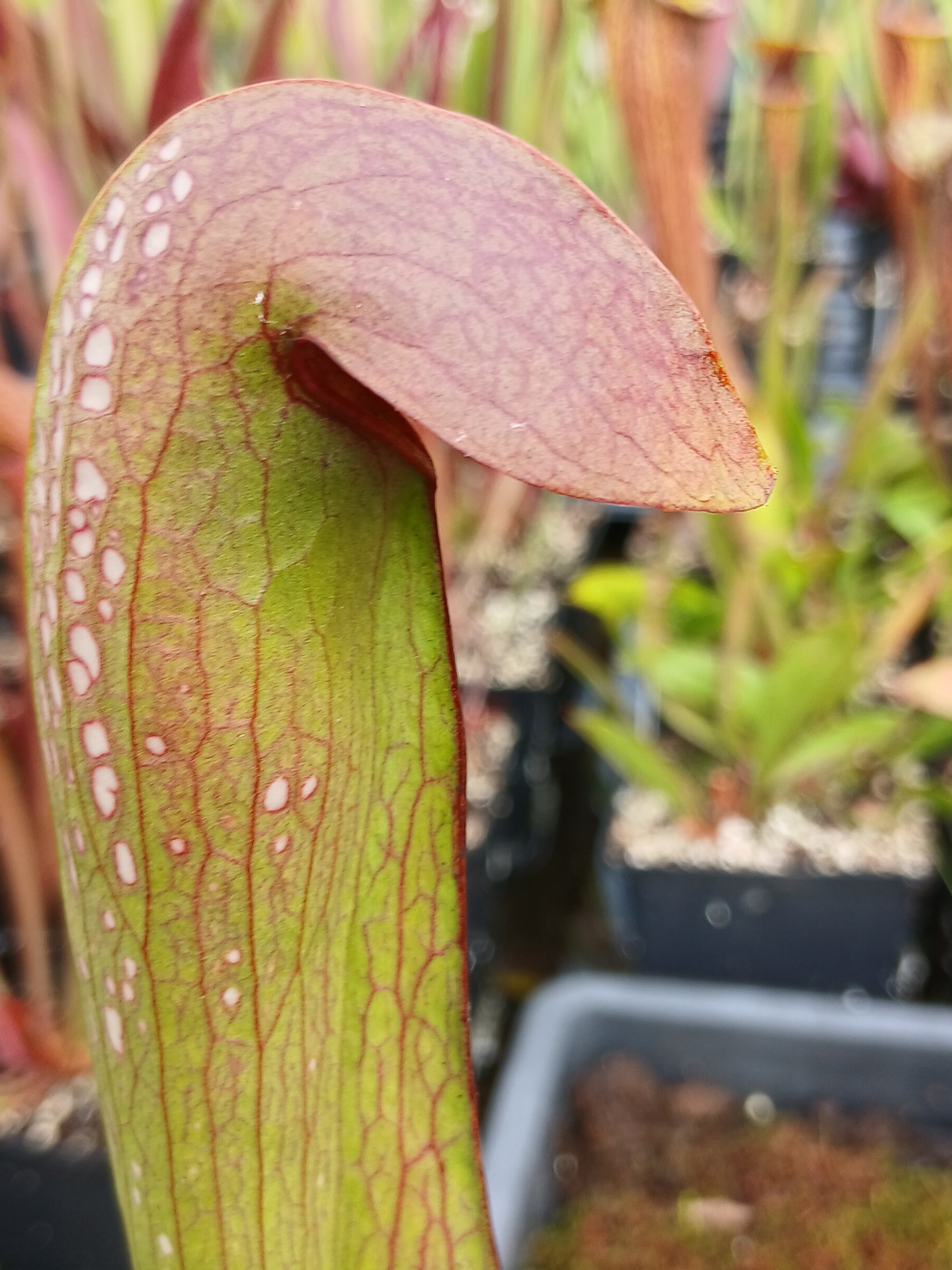 Carniflore Sarracenia minor Francis Marion 1 point