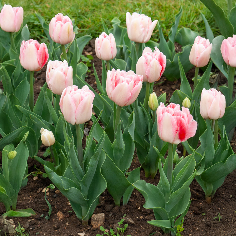 Bakker Bulbes à fleurs Tulipe Angélique double rose 10 bulbes