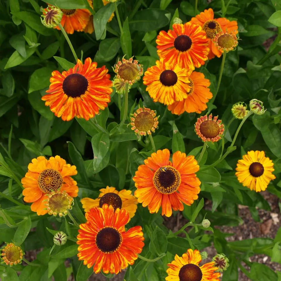 Passion Vivaces Helenium Sahin's Early Flowerer vivace godet orange