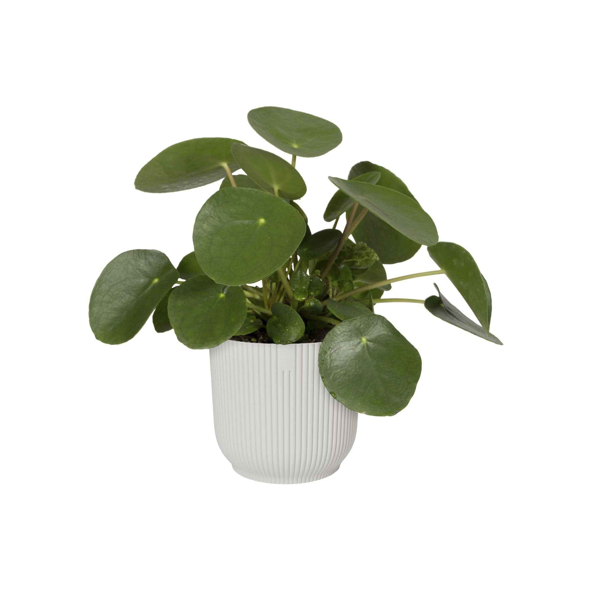 Elho Vibes Fold cache-pot blanc mat Ø16cm plastique