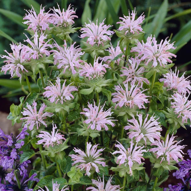 Bakker Monarde Fishes plante vivace rose pot Ø 9cm