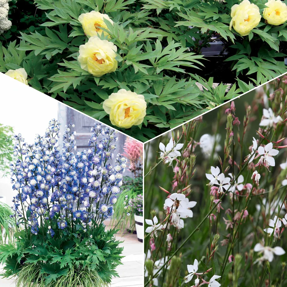 Bakker Collection vivaces couleurs tendres 4 pots 9cm pastel