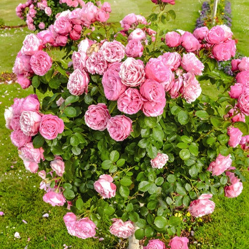 Bakker Rosier Her's Ausgreen rosier anglais rose motte 3 branches