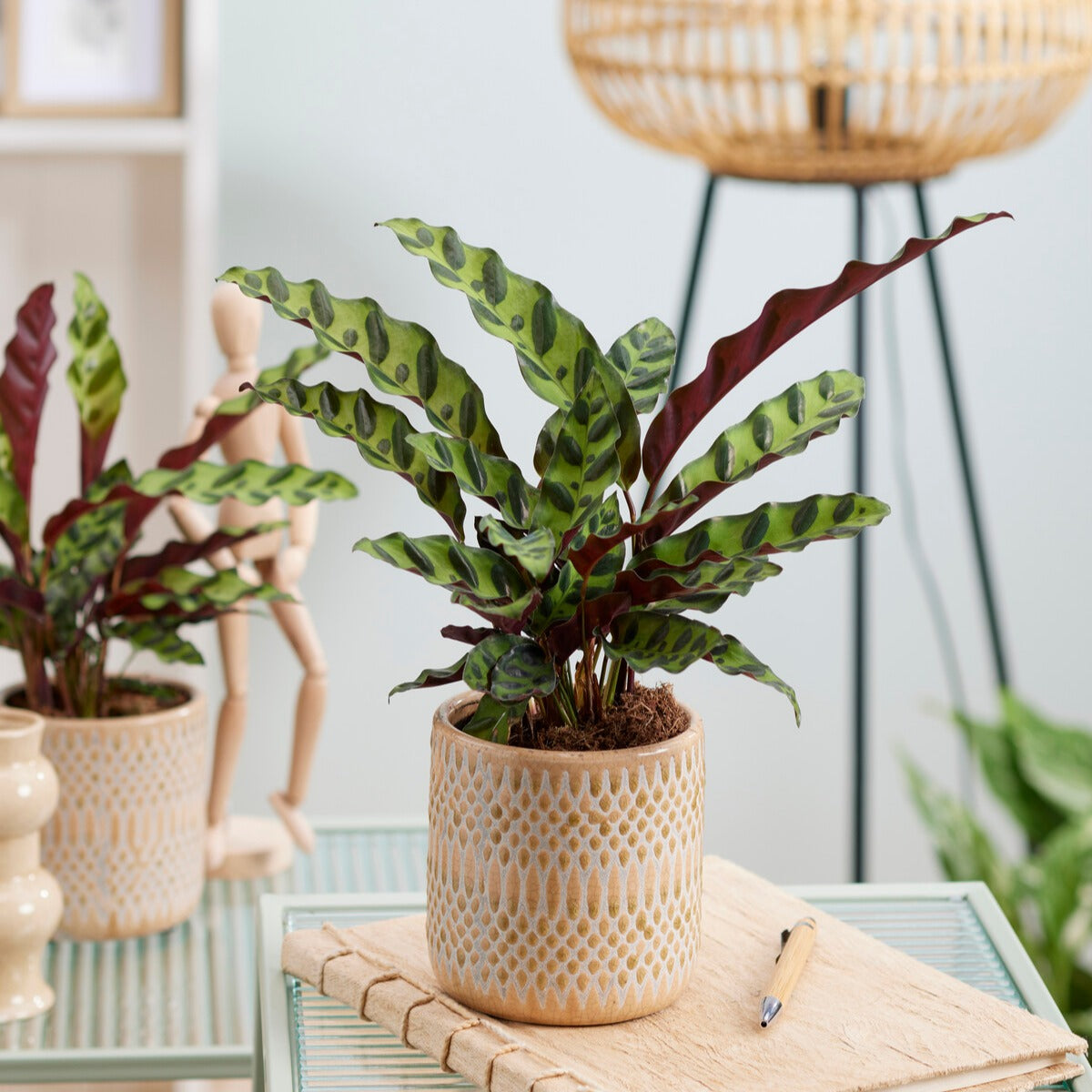 Bakker Calathea Insignis plante d'intérieur racine nue 10-20 cm