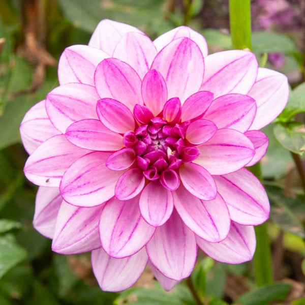 Bakker 5 Grands Dahlias en mélange bulbes calibre I floraison longue
