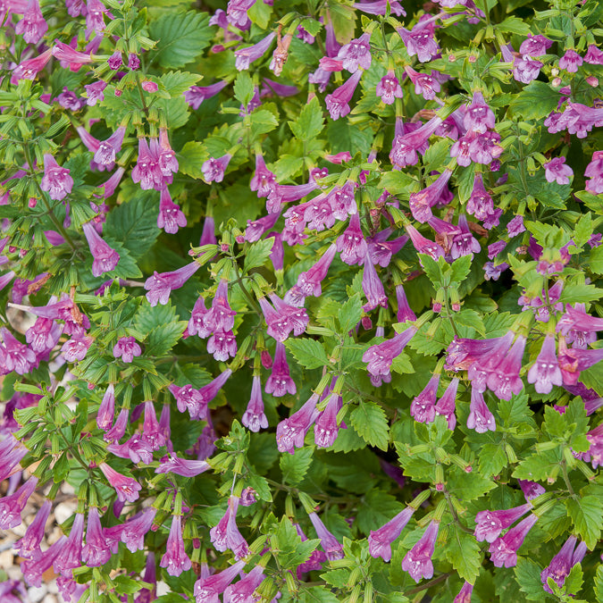 Bakker Calament Thés de l'Aubrac vivace pot Ø 9cm violet