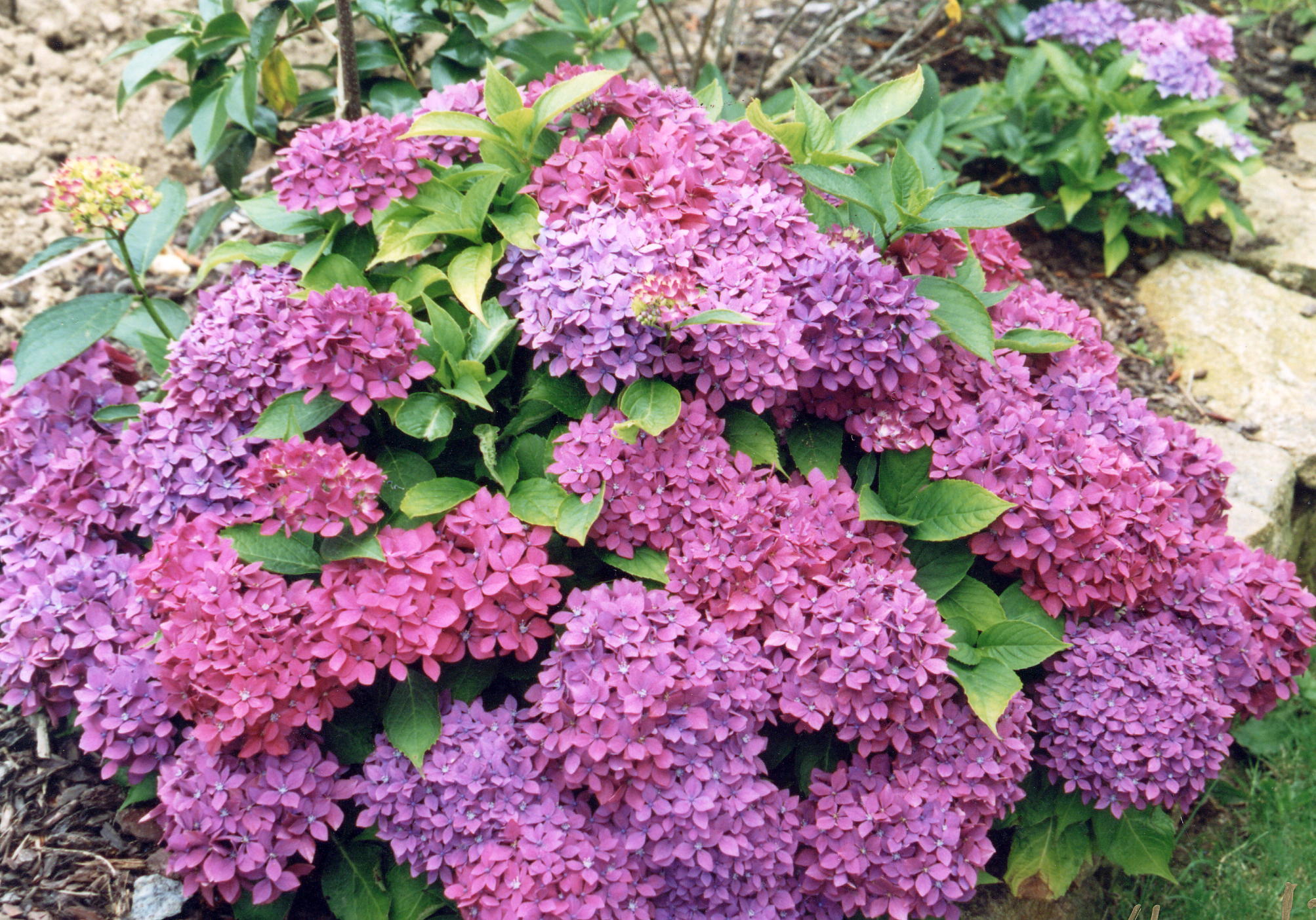 Les Hortensias du Haut Bois Hornli hortensia macrophylla fleurs rondes grand pot