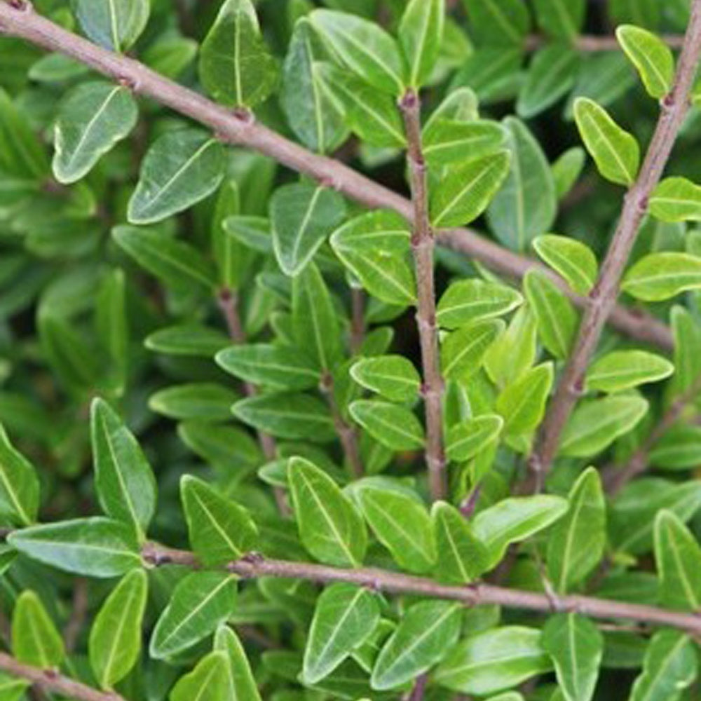 Bakker Moss Green chèvrefeuille arbustif pot Ø 9cm