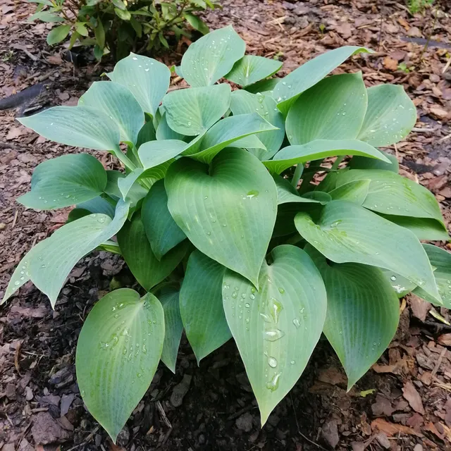 Bakker Hosta Canadian Blue Funkia ombre pot 9 cm