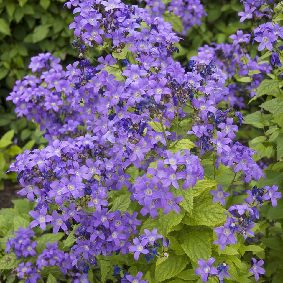 Bakker Campanule Prichards Variety vivace pot 9cm violet