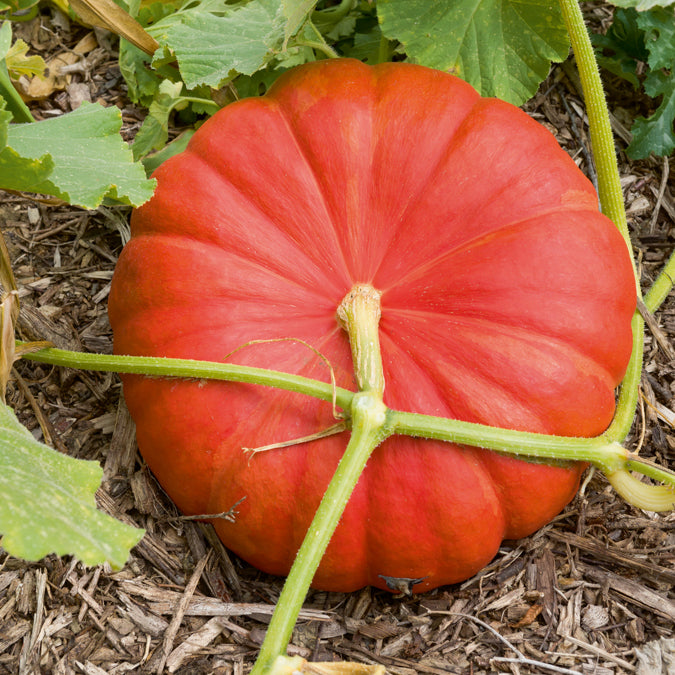 Bakker Potager Potiron Rouge Vif d'Etampes sachet 7g 35 graines