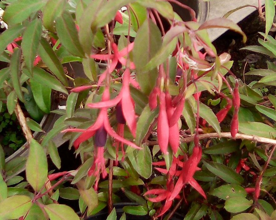 Pépinières Ripoche Fuchsia regia Reitzii fruitier ombre comestible