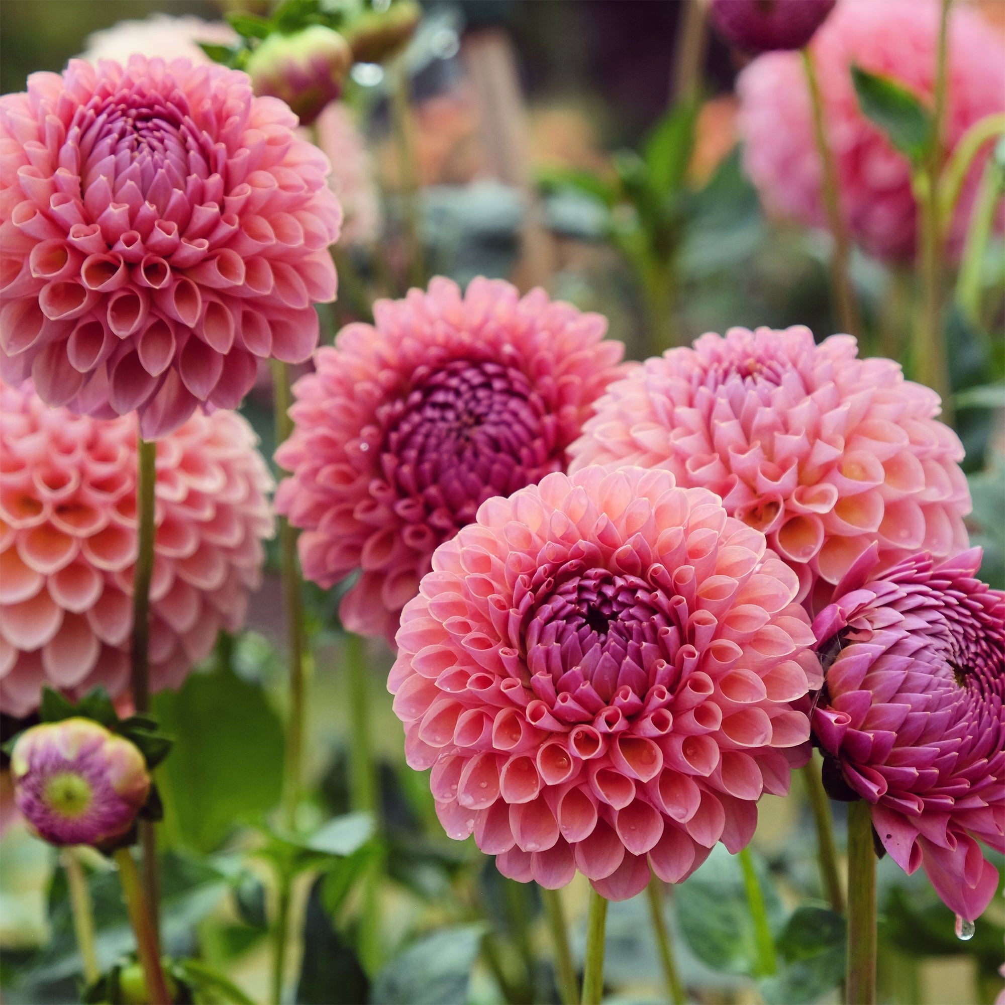 Bakker Dahlia ball Jowey Winnie bulbe 1 rose saumon