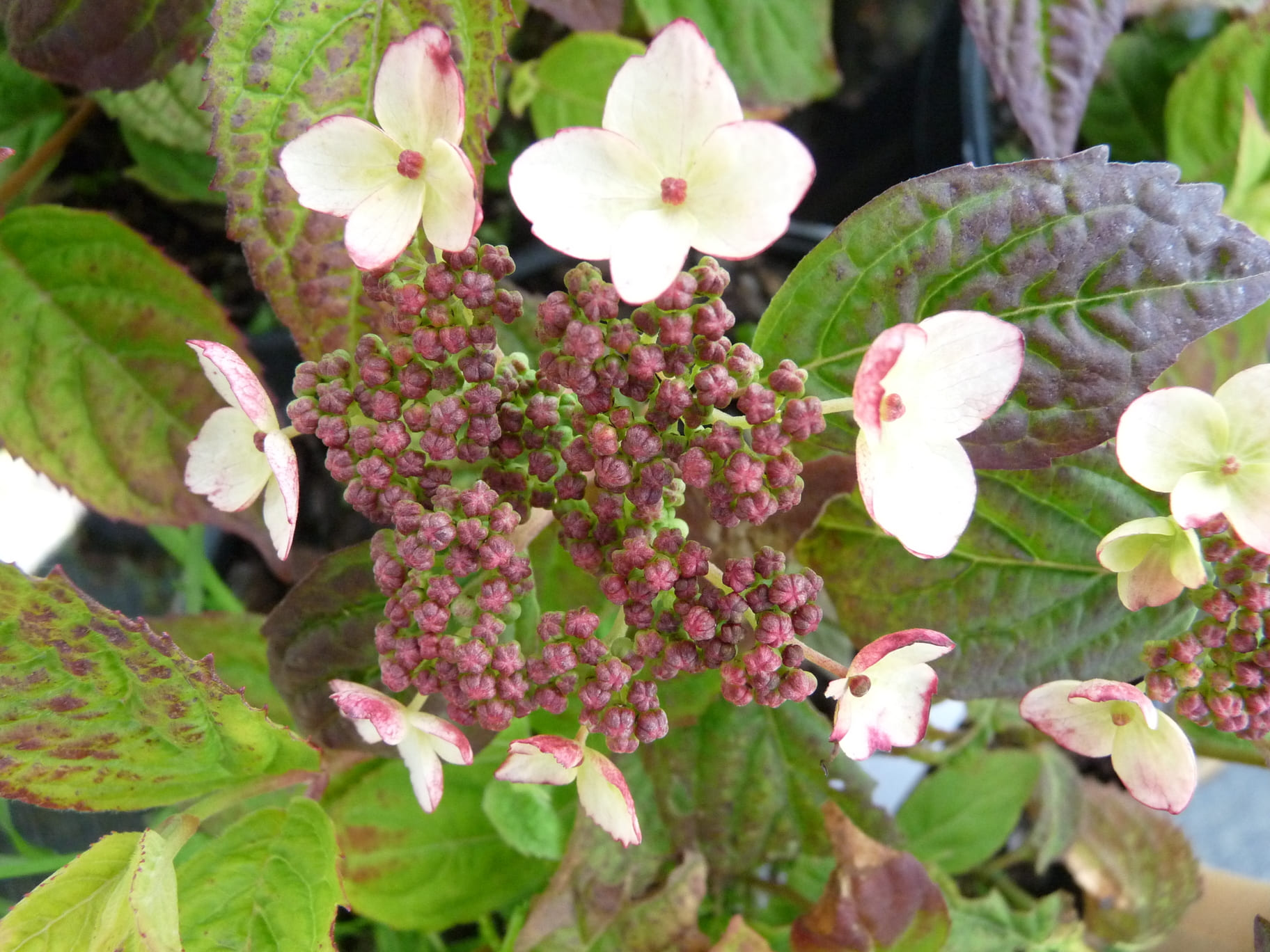 Les Hortensias du Haut Bois Koreana hortensia serrata godet