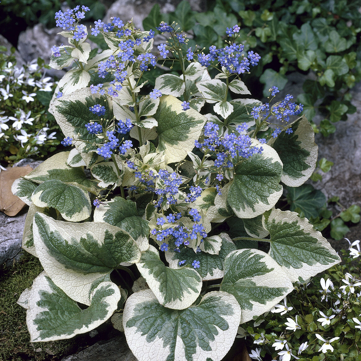 Bakker Myosotis du Caucase panaché vivace pot Ø 9cm ombre
