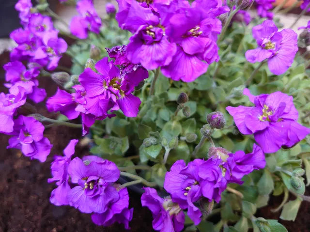 Passion Vivaces Aubrietia Belle de Grisy aubriète pot 1 litre violet