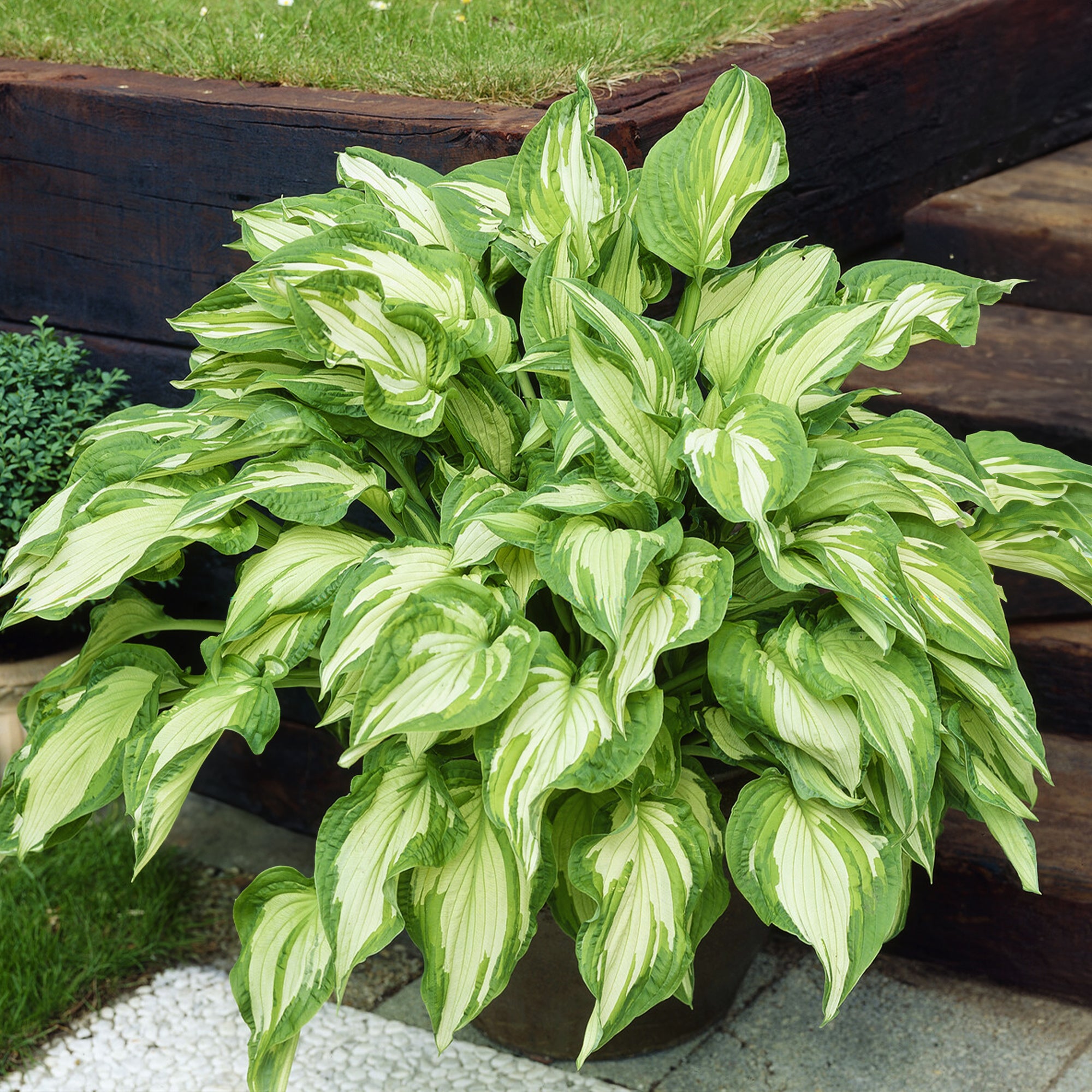 Bakker Hosta Albopicta vivace pot Ø9cm feuilles jaunes