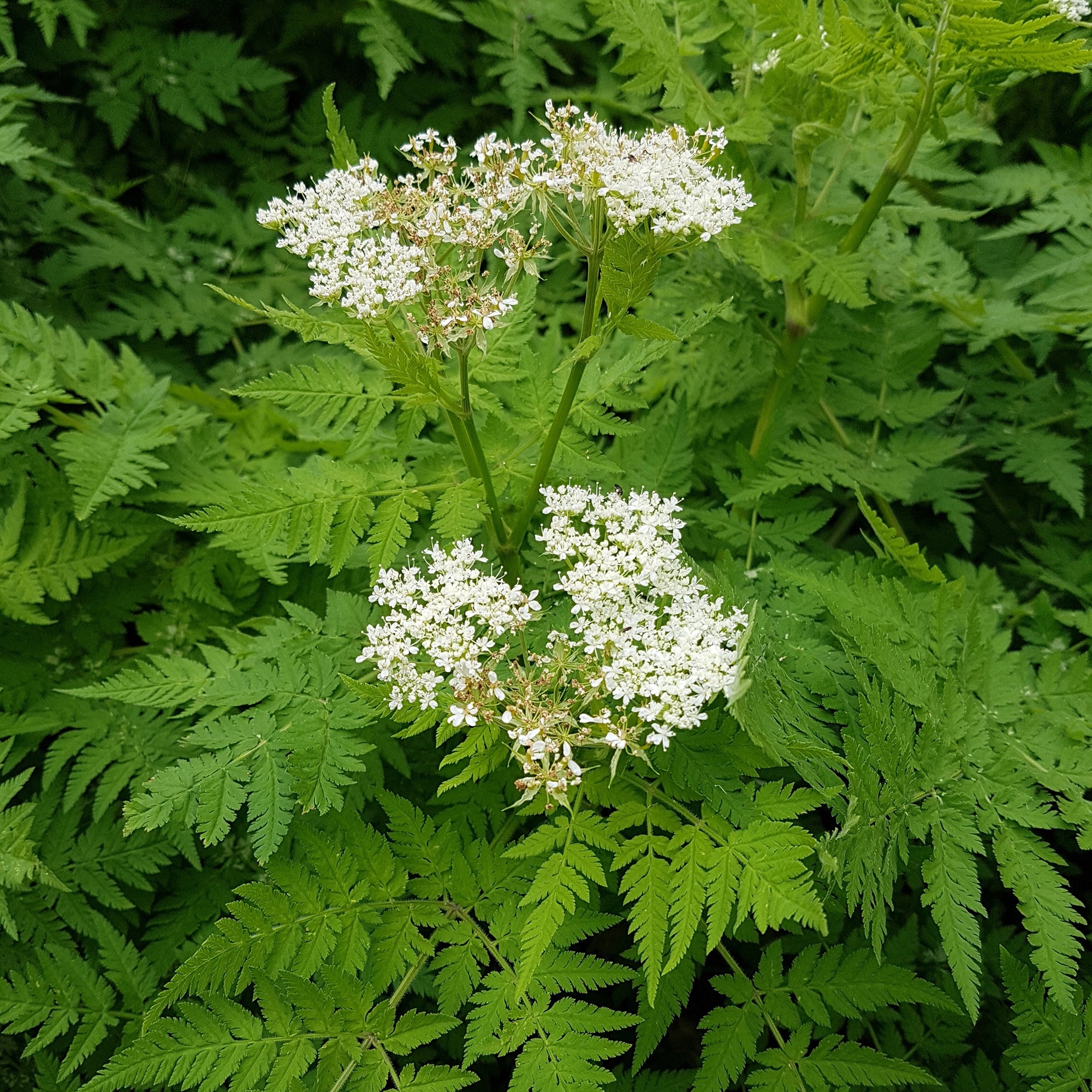 Bakker Cerfeuil Musqué aromatique vivace anis Ø9cm
