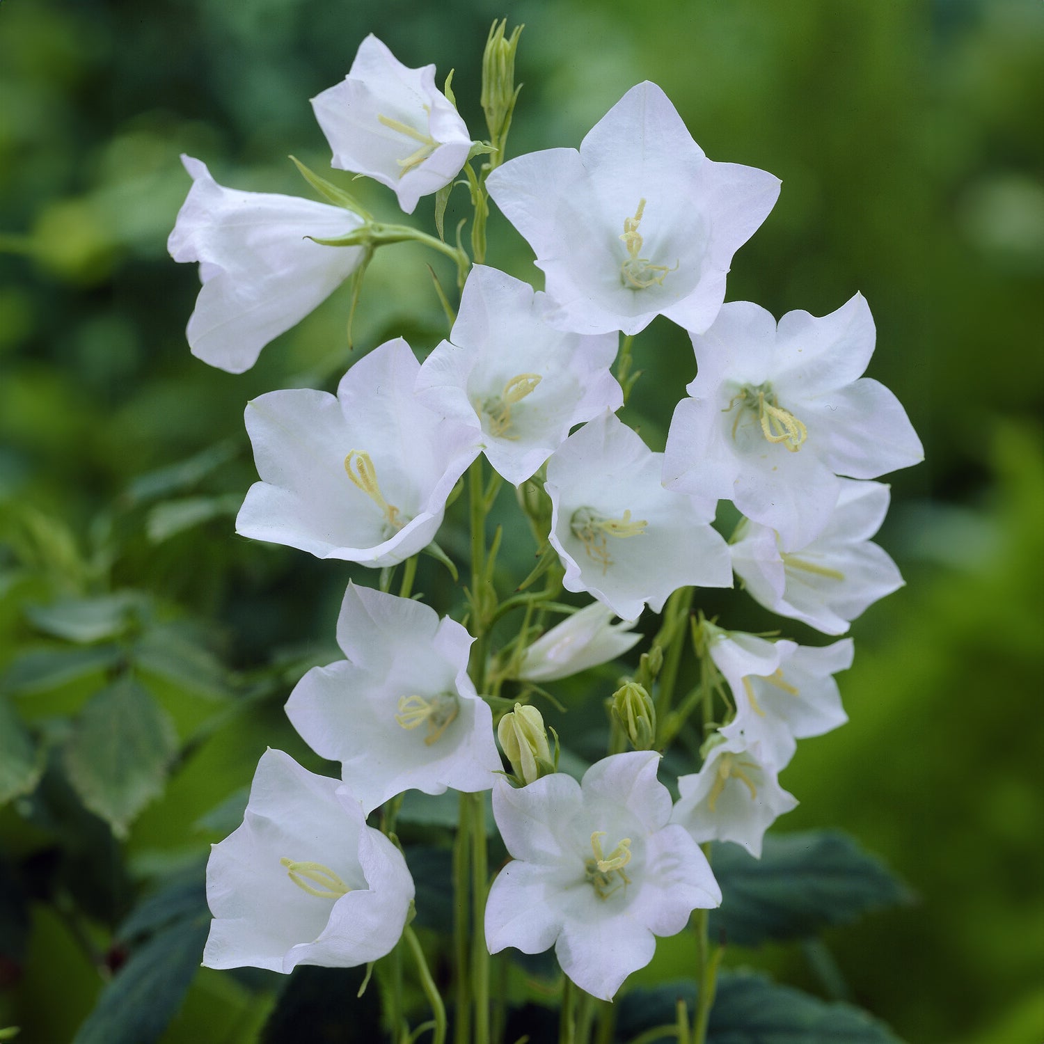 Bakker Campanule à feuilles de pêcher Alba vivace pot 9cm blanche