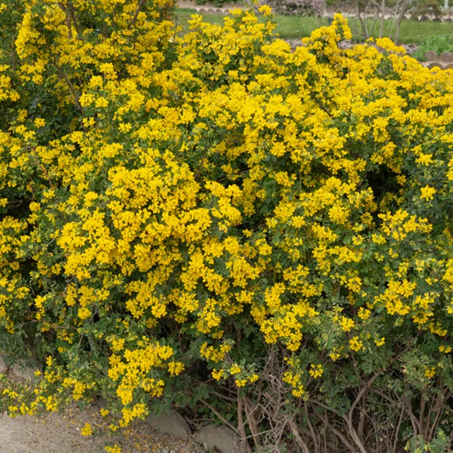 Bakker Coronille glauque arbuste godet Ø9cm fleurs jaunes