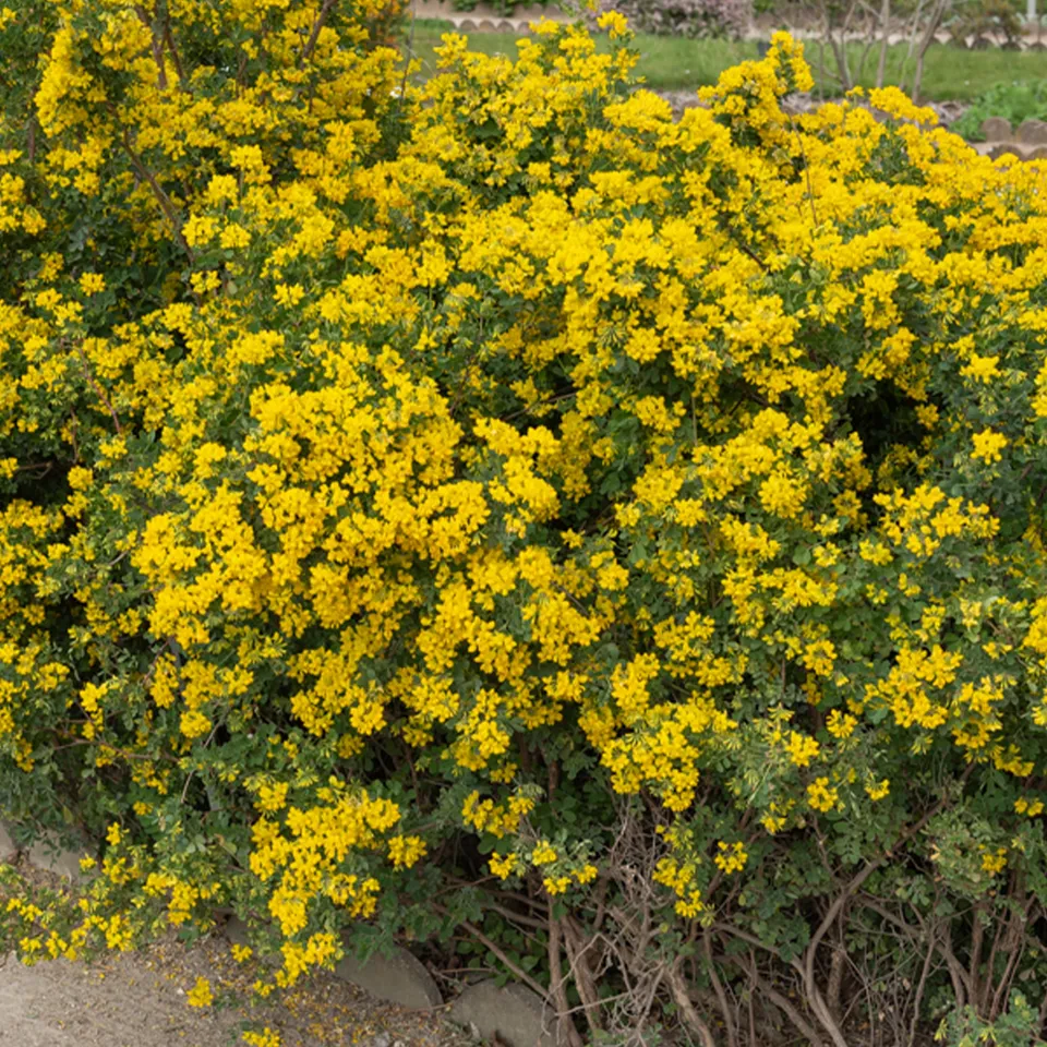Bakker Coronille glauque arbuste godet Ø9cm fleurs jaunes