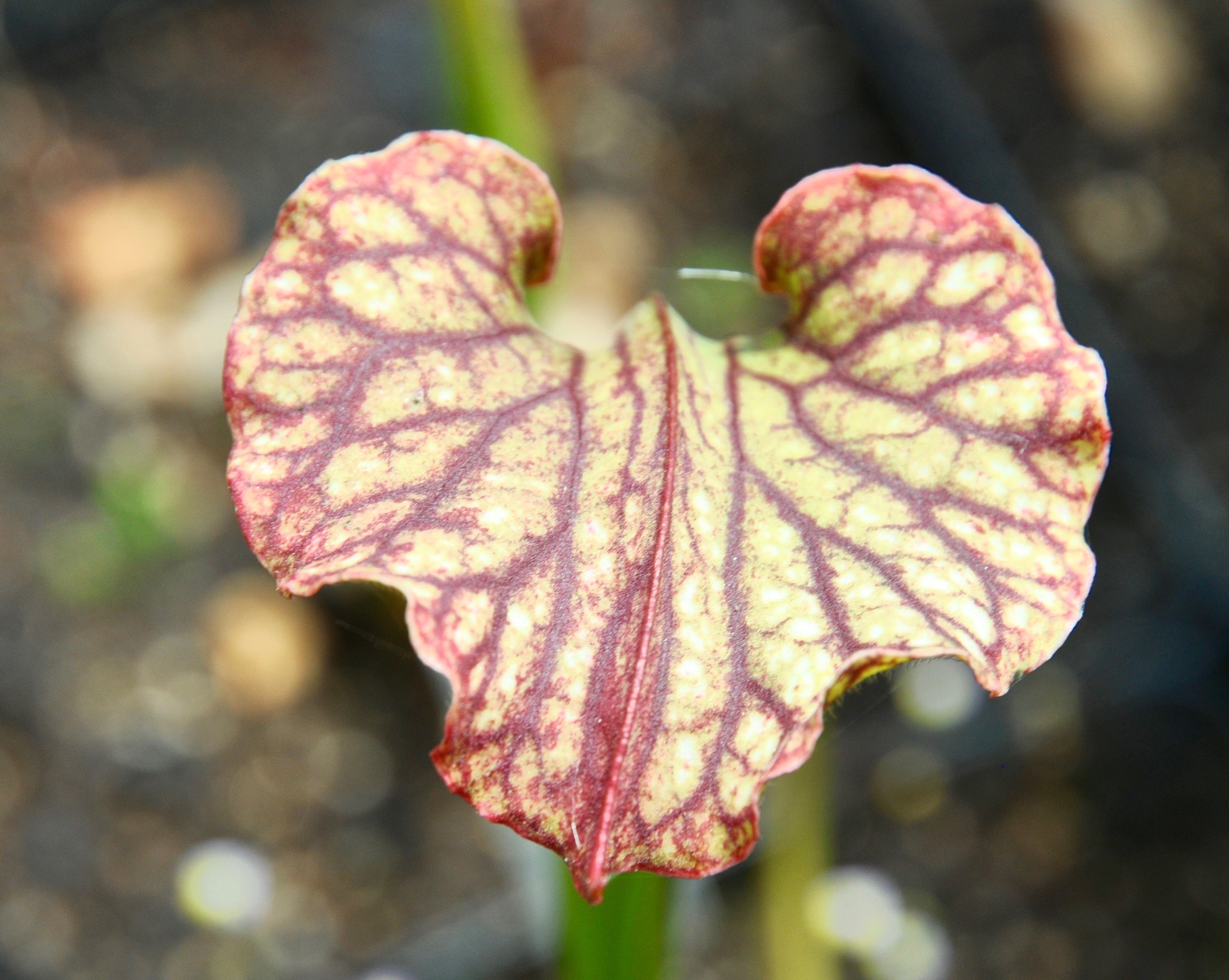 Carniflore Sarracenia Daniel Rudd plante carnivore 1 point