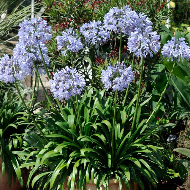 Bakker Agapanthe bleue plante vivace 3 racines nues