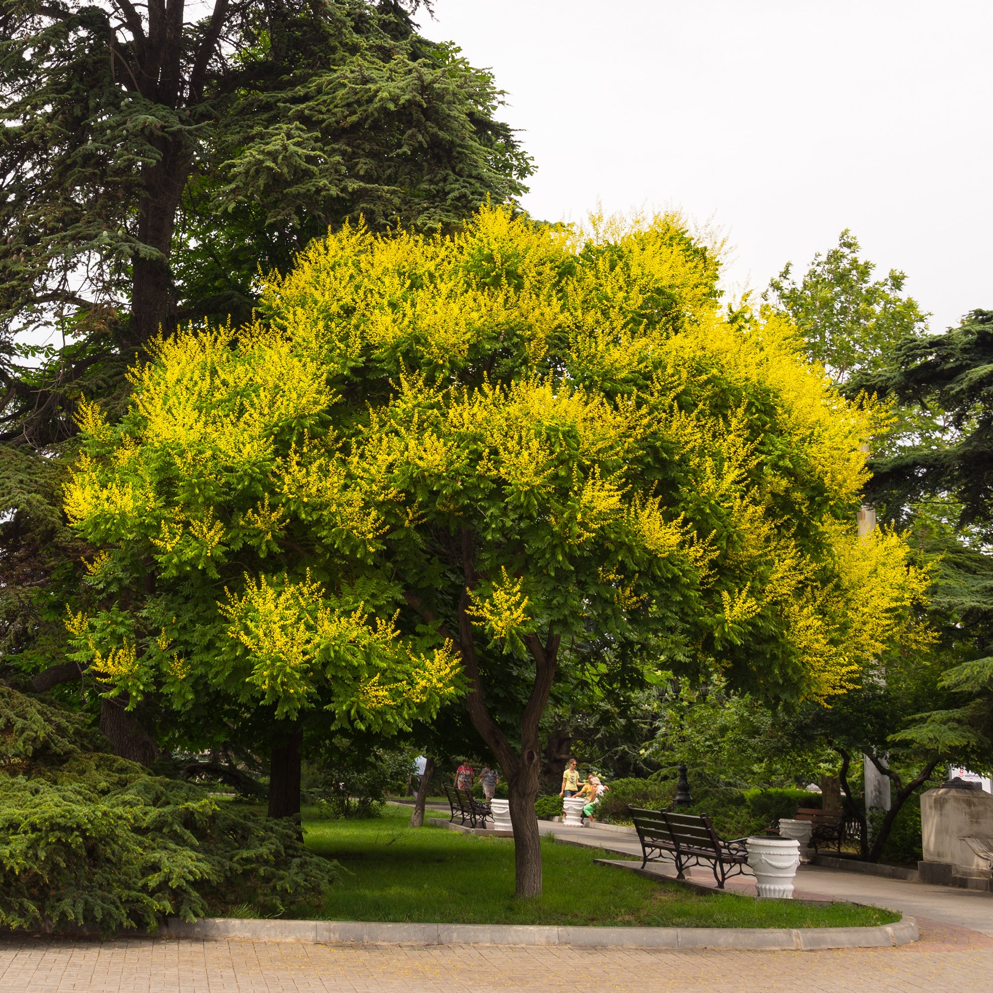 Bakker Savonnier arbre d'ornement pot 3L 40-50cm jaune