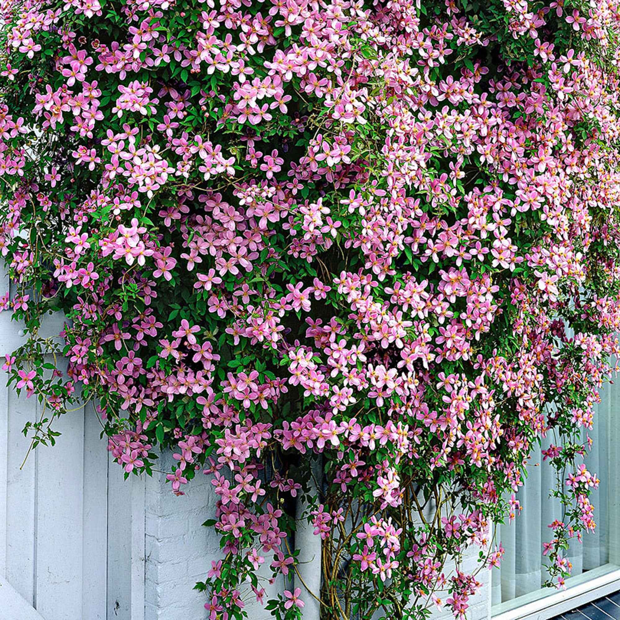 Bakker Clématite Montana Rubens pot 2L rose grimpante