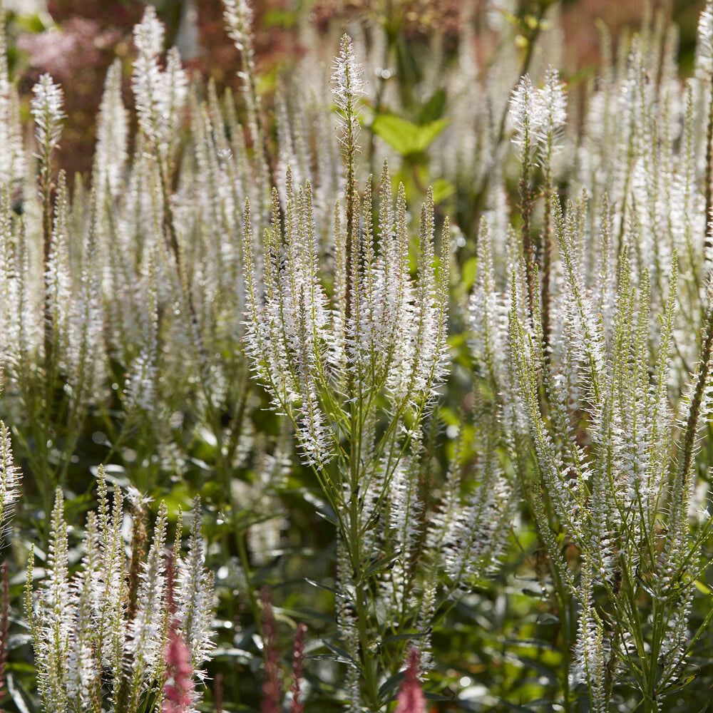 Bakker Véronique de Virginie Diana plante vivace pot 9cm blanc