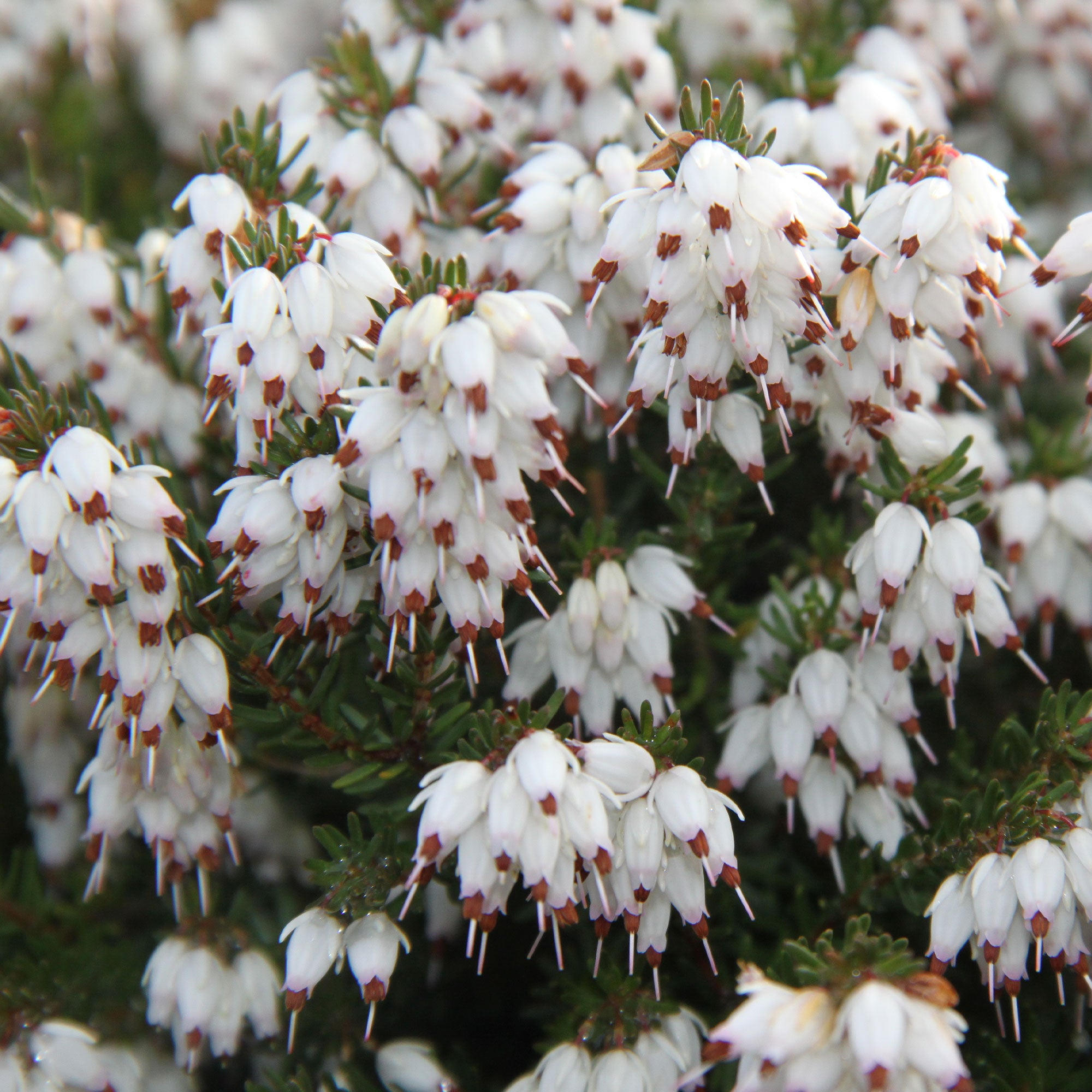Bakker Terrasse Bruyère hiver White Glow pot fleurs blanches