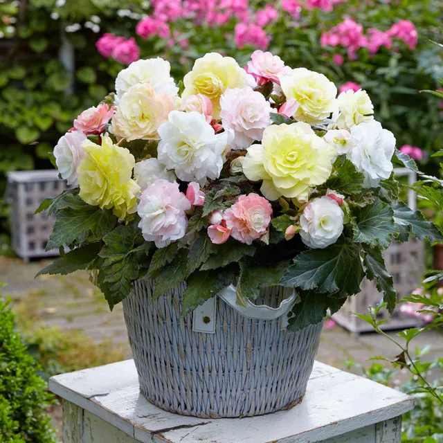 Bakker Bégonias Pastel bulbes sachet 4 crème rose