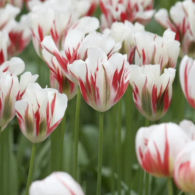 Bakker Tulipes Viridiflora Flaming Spring Green bulbes 7