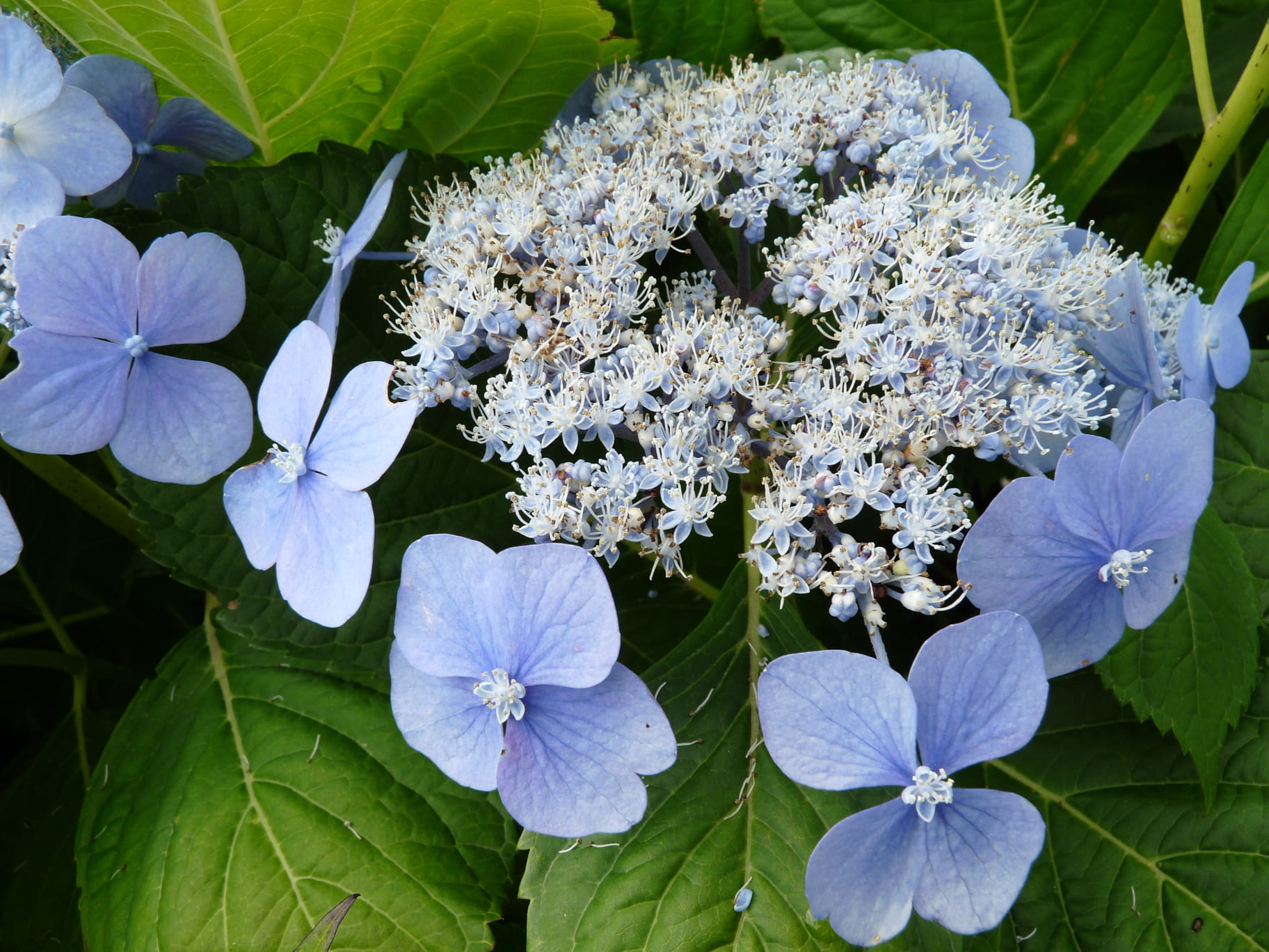Les Hortensias du Haut Bois Ezo duoduma hortensia serrata godet