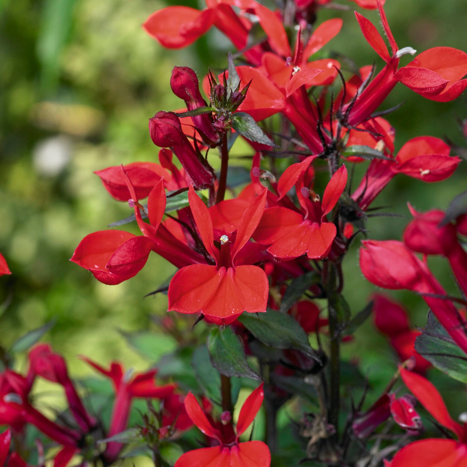 Bakker Plantes vivaces Lobelia Queen Victoria vivace pot 9cm rouge