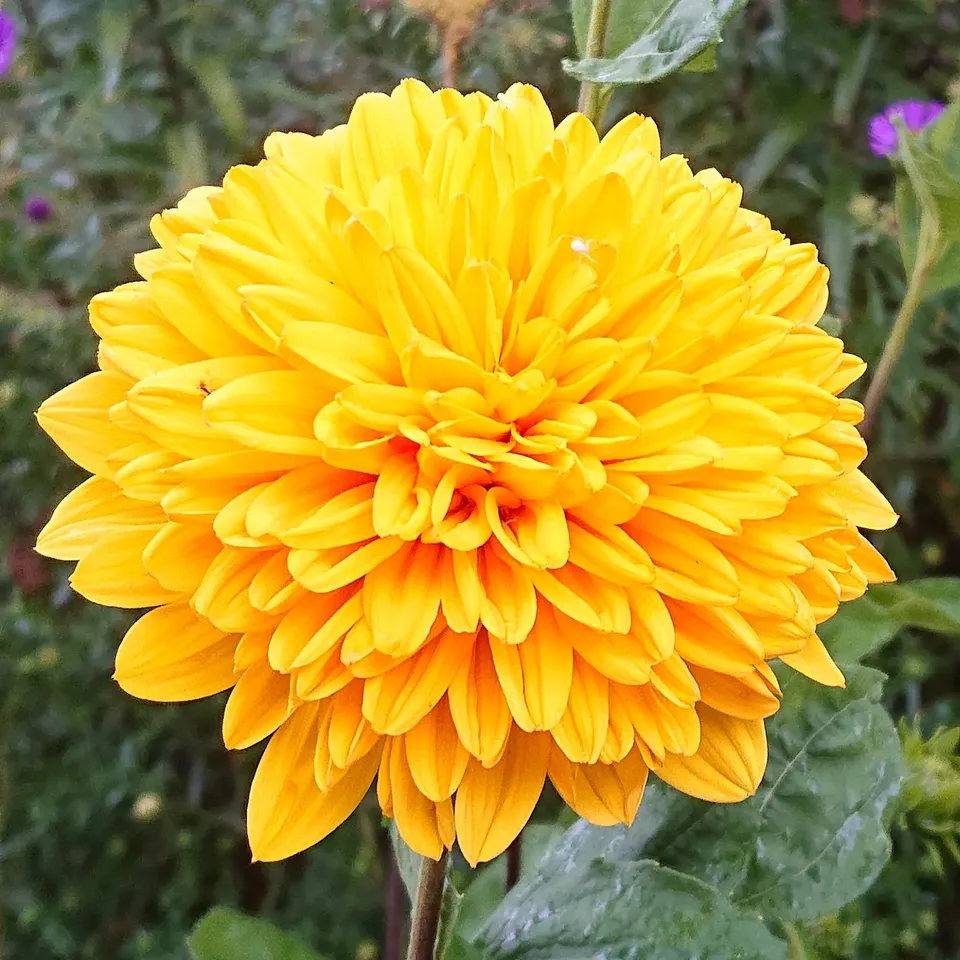 Passion Vivaces Helianthus Loddon Gold plante vivace godet jaune double