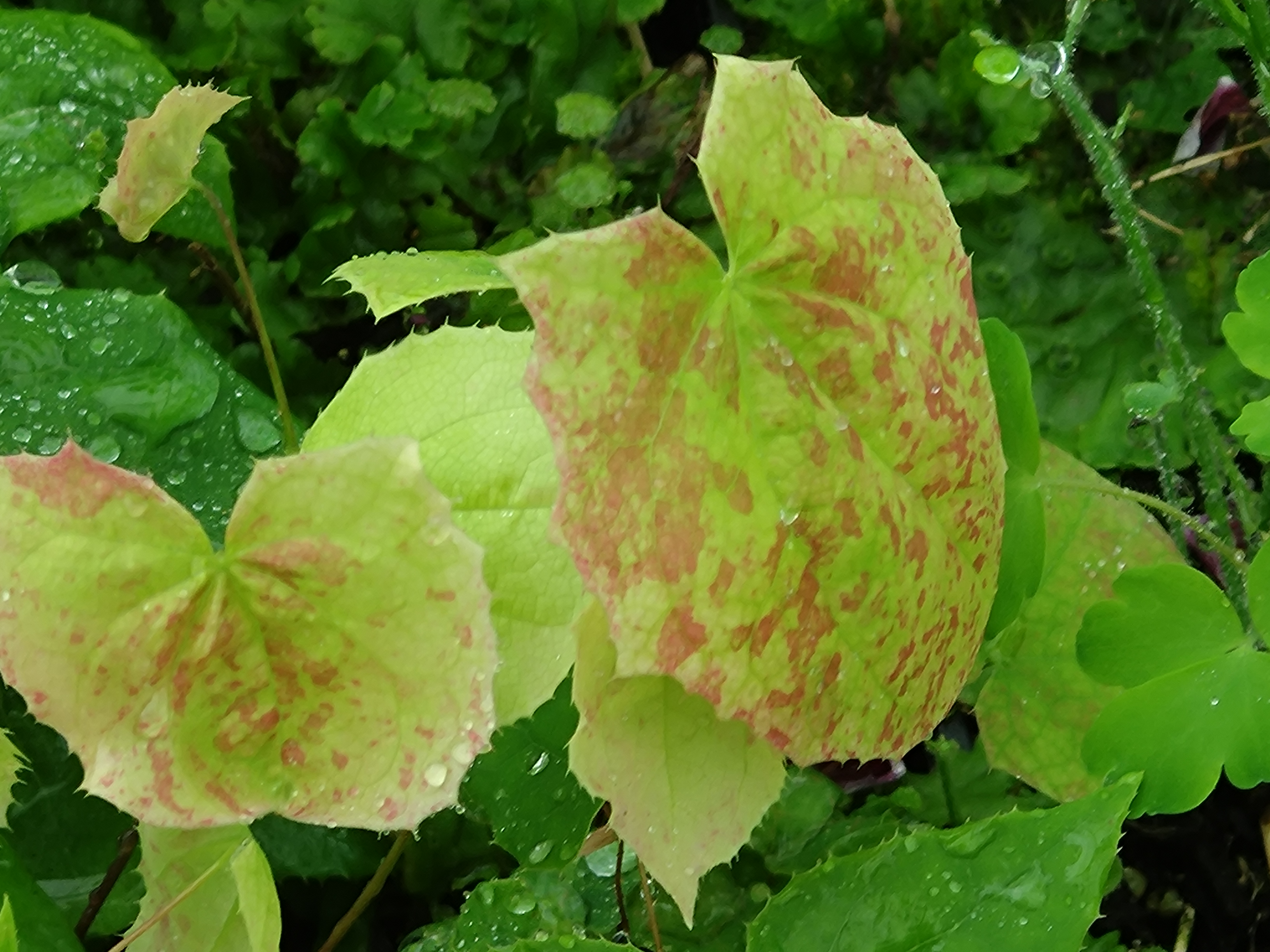 Passion Vivaces Epimedium Wudang Star plante vivace pot 1L fleurs blanches