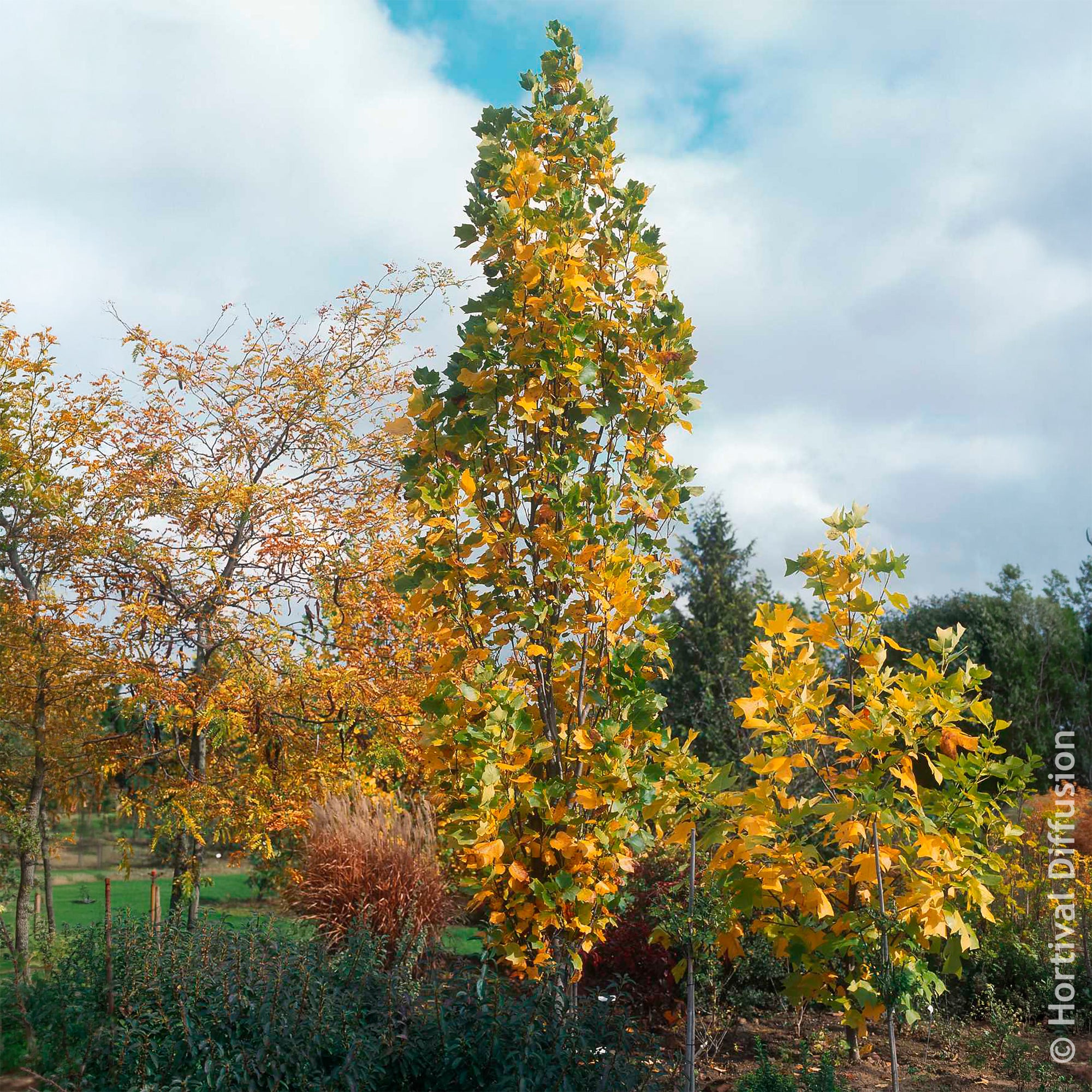 Bakker Arbustes Tulipier de Virginie Fastigiatum jaune 4,5L