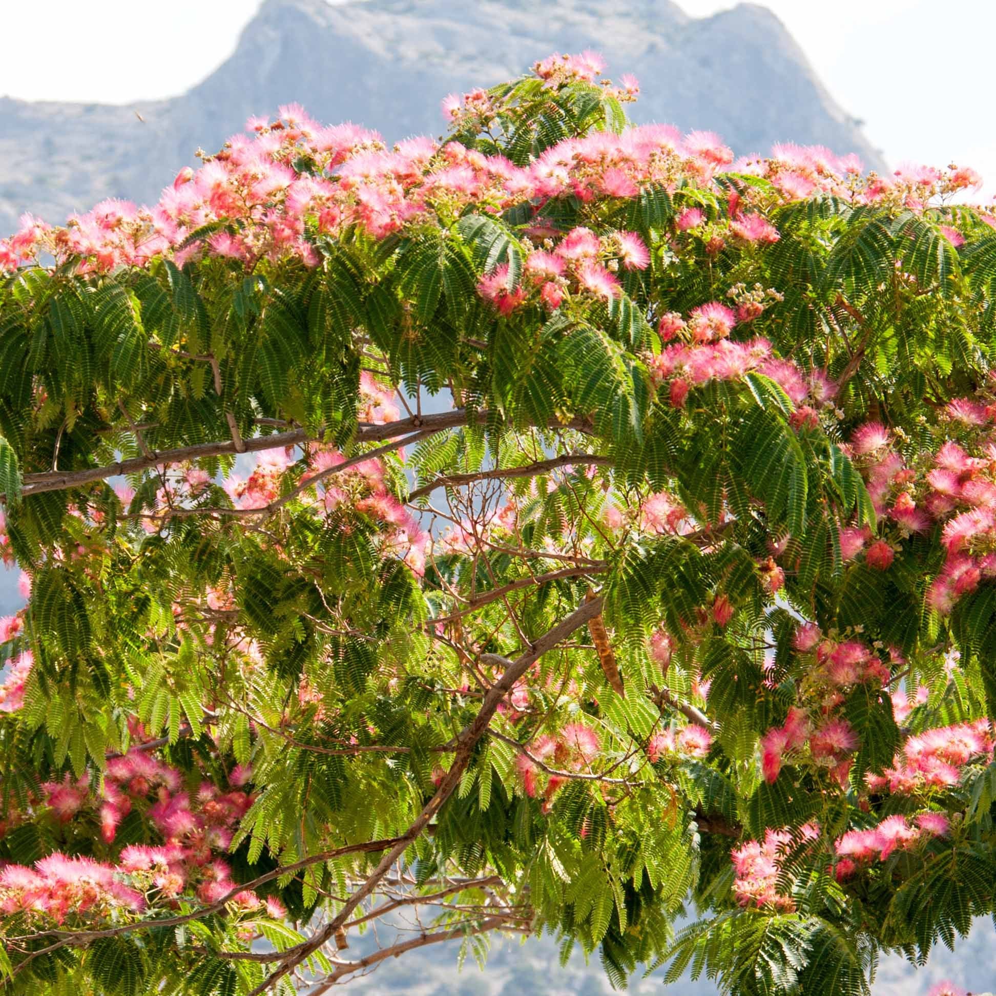Bakker Albizia Rose arbre à soie pot 2L fleurs roses