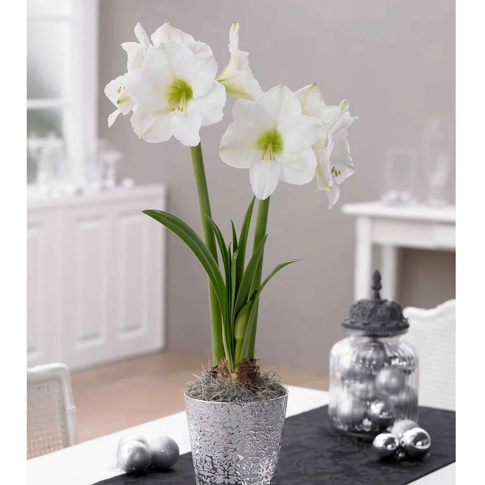 Bakker Bulbes Amaryllis White Christmas bulbe blanc 24cm+