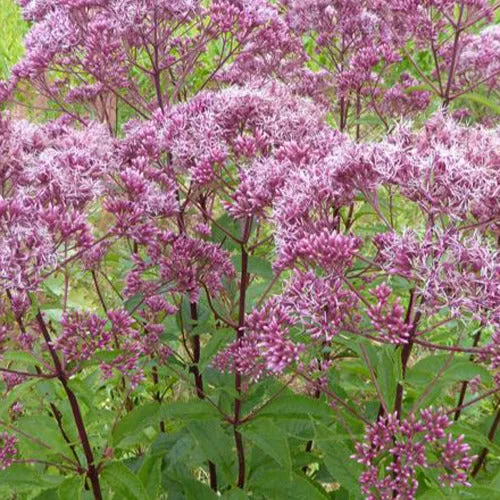 Bakker Eupatoire maculée Atropurpureum vivace pot 9cm rose