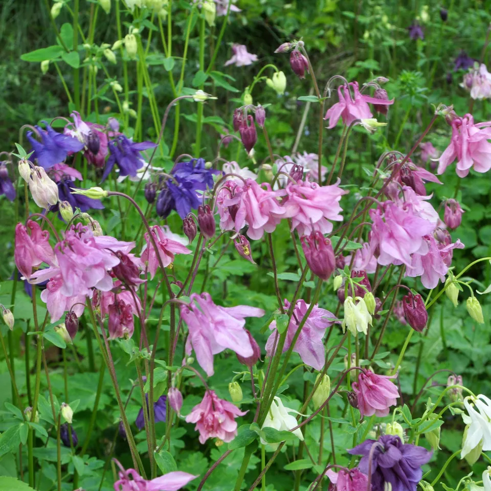 Bakker Ancolie Heidi Aquilegia vivace bleue pot 9cm