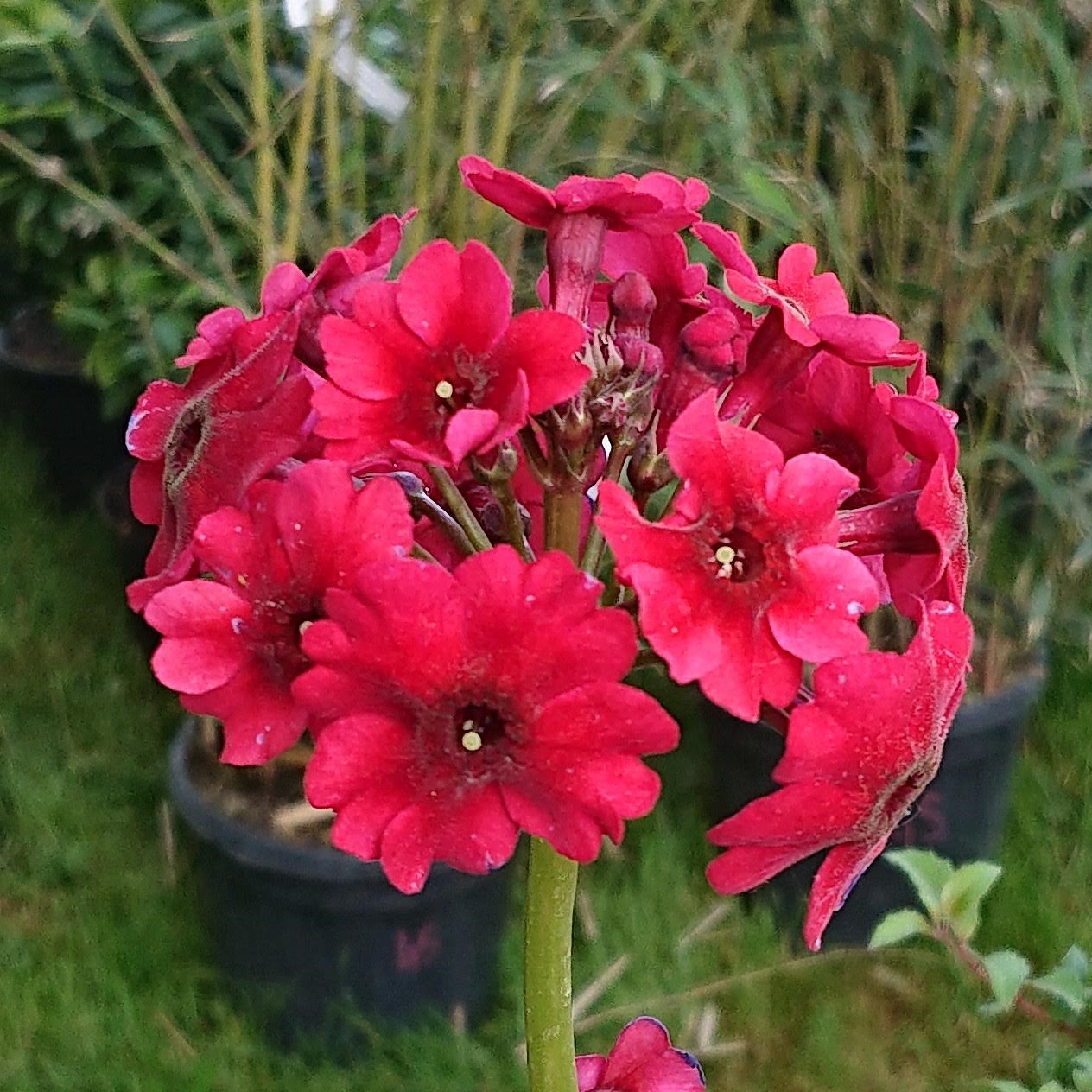 Passion Vivaces Primula japonica Miller's Crimson primevère rose