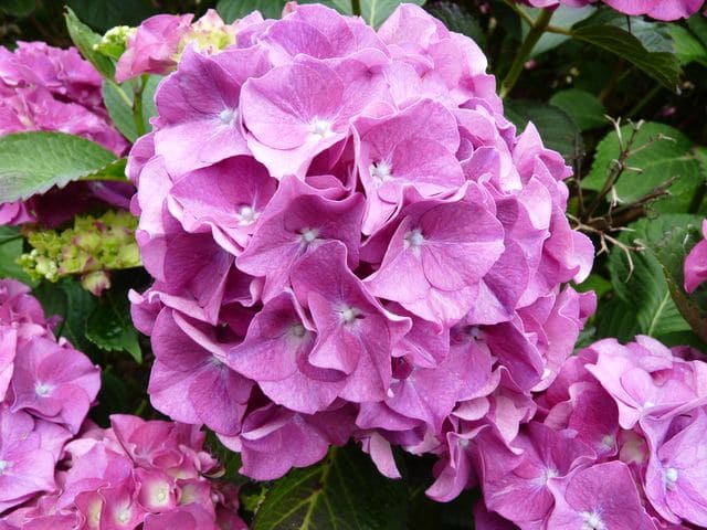 Hortensias du Haut Bois Val du Loir hortensia boule