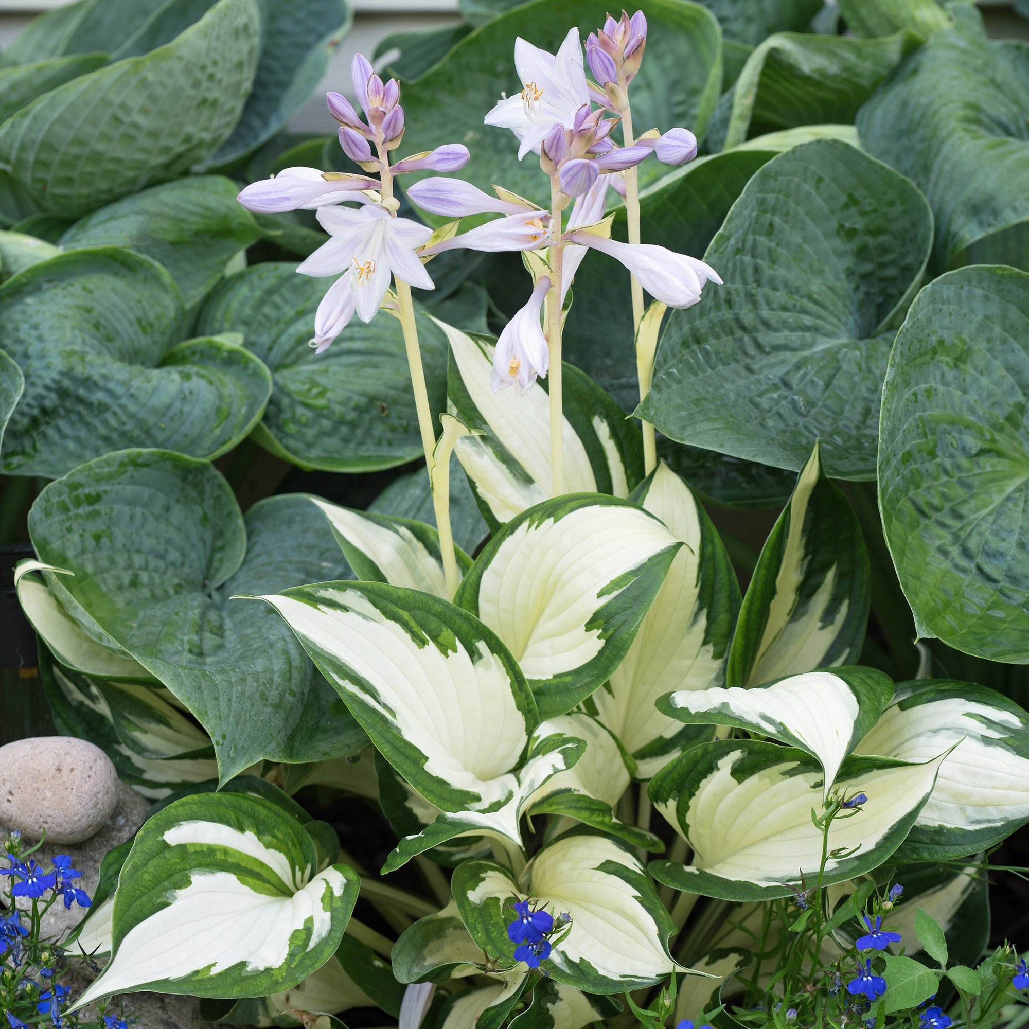 Bakker Hosta Feu et Glace vivace racine nue feuillage bicolore