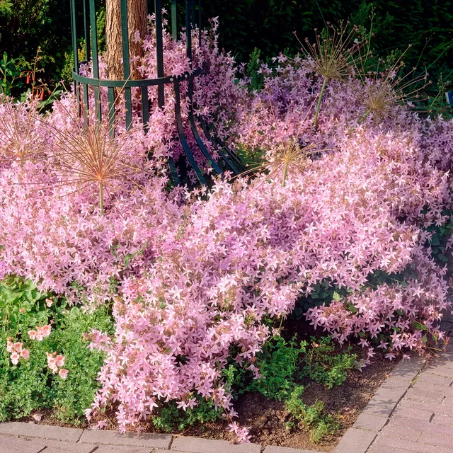 Bakker Campanule Lisduggan murets vivace pot 9cm violet