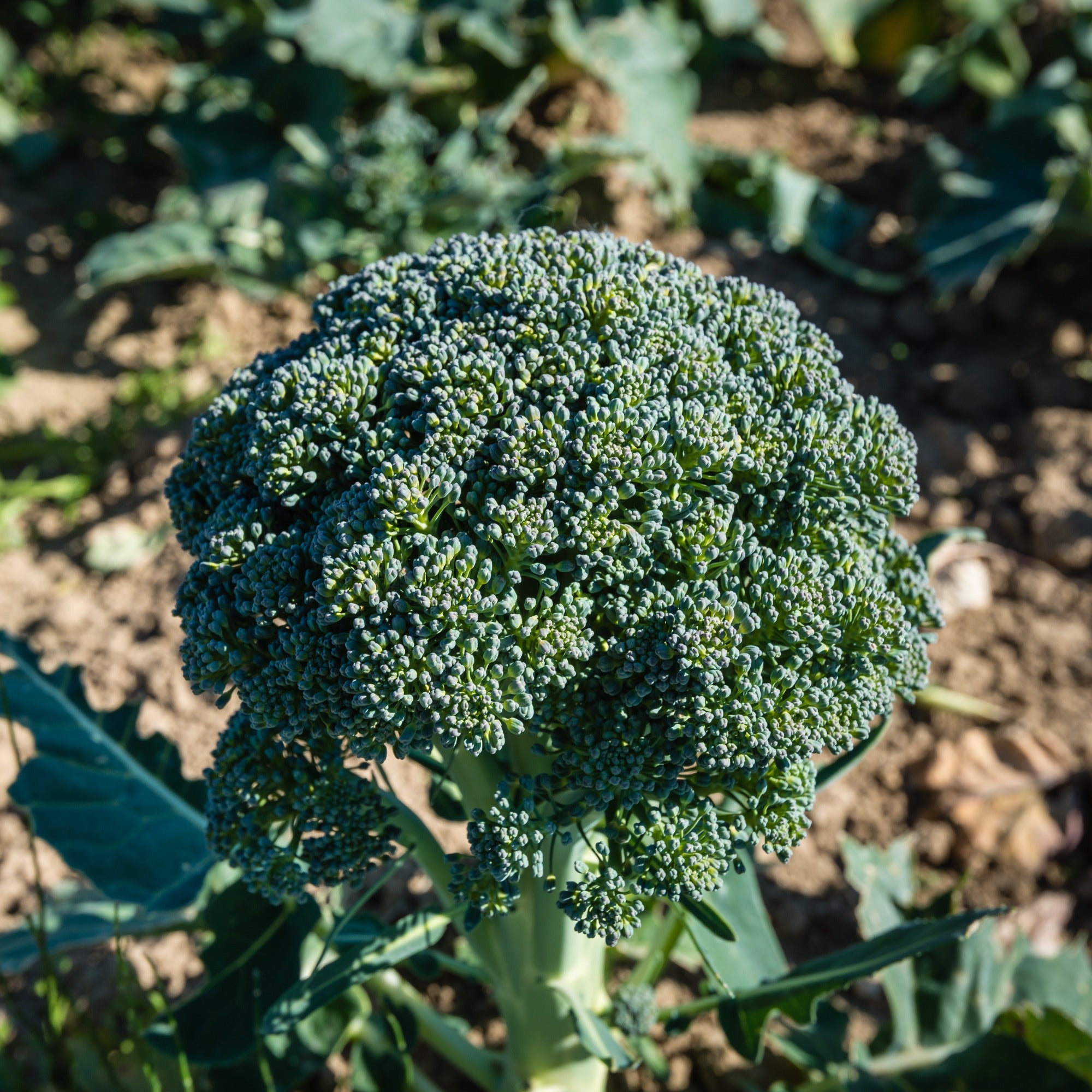 Bakker Potager Brocoli Calabrese Natalino Bio sachet 1,5g tendre