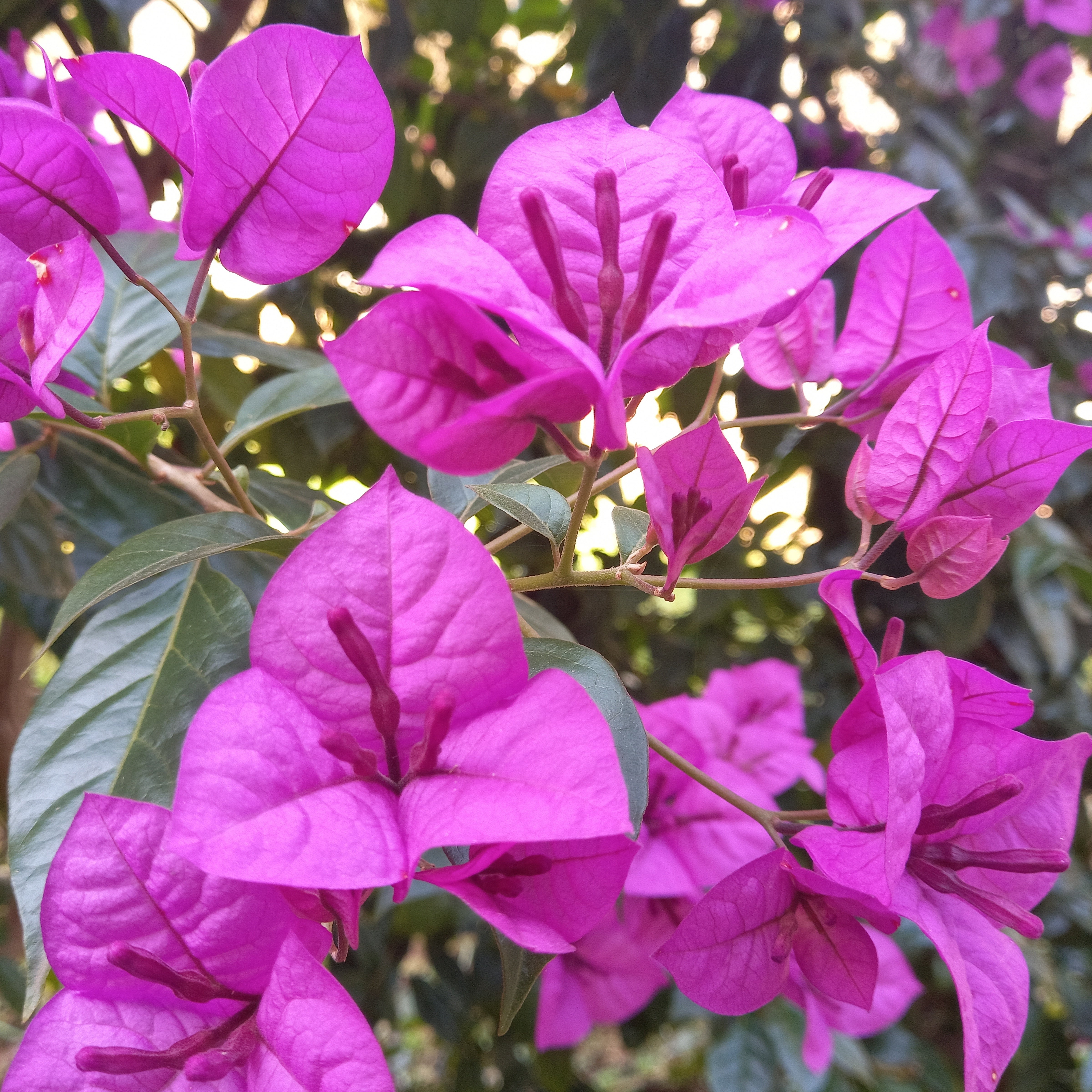 Bakker Violet de Mèze bougainvillier rustique pot Ø 11 cm