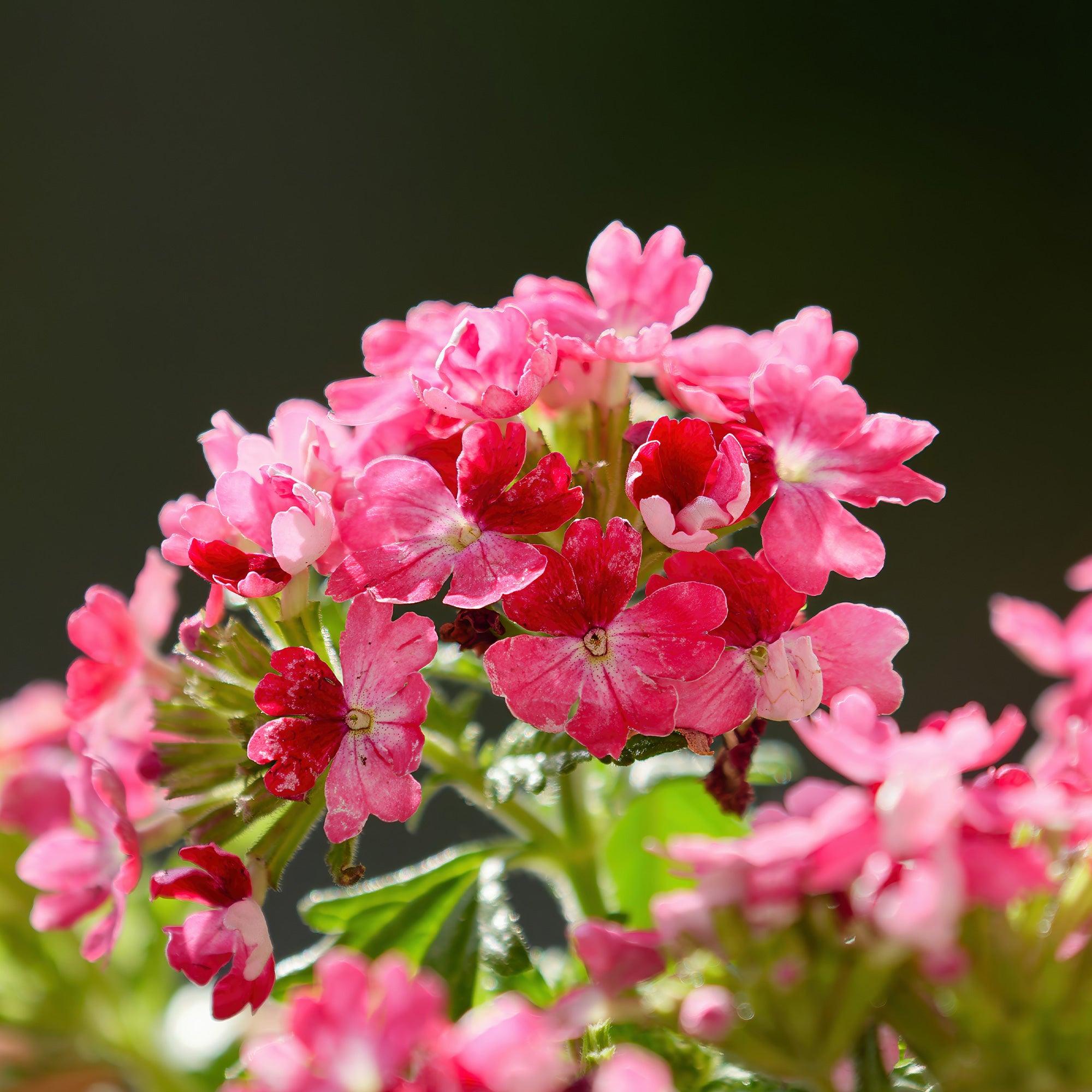 Bakker Verveine retombante rose pot Ø 10,5cm cascade