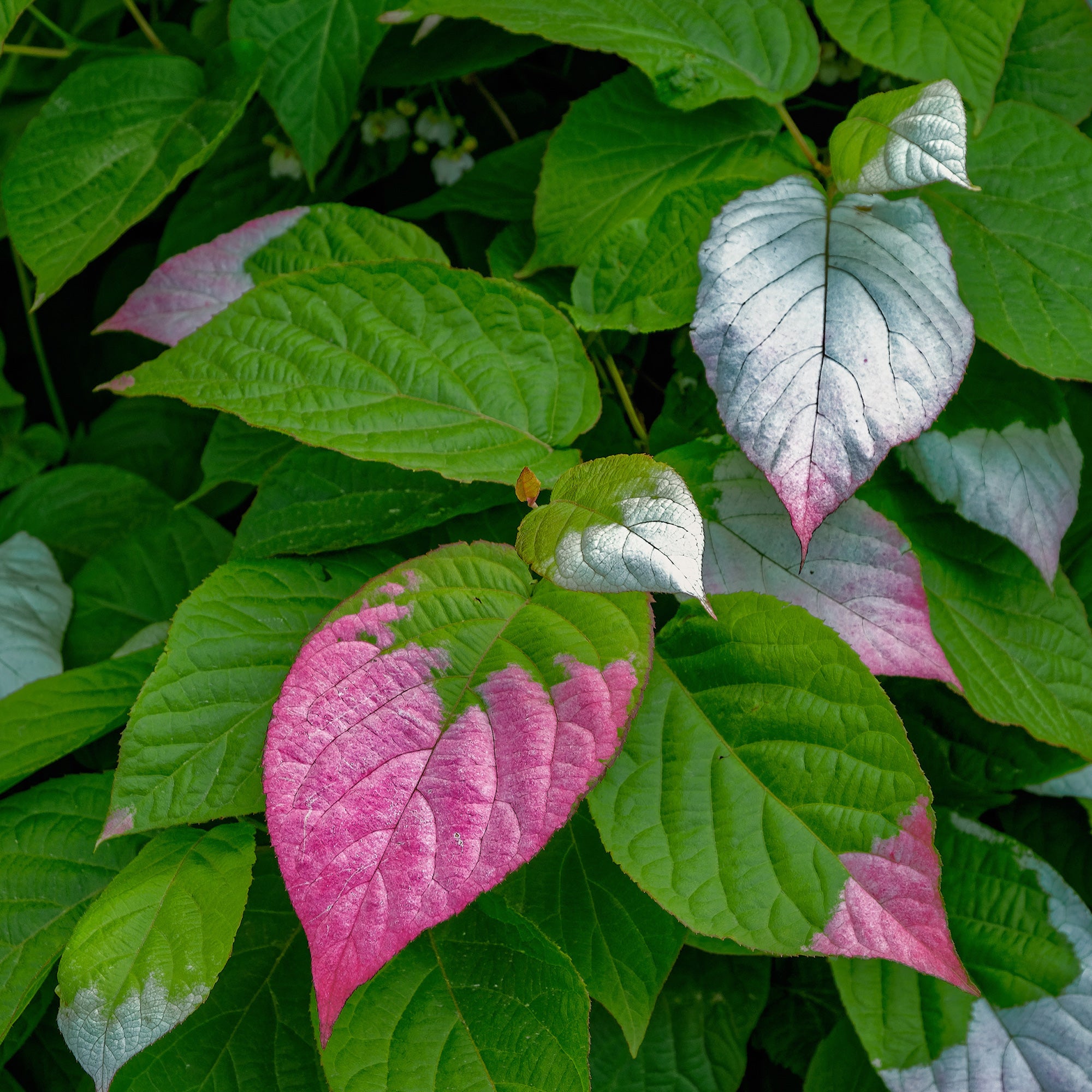 Bakker Kiwi panaché Actinidia 1.5L 40-50cm grimpante